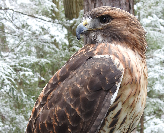 Getting to Know Redtailed Hawks Lake Metroparks